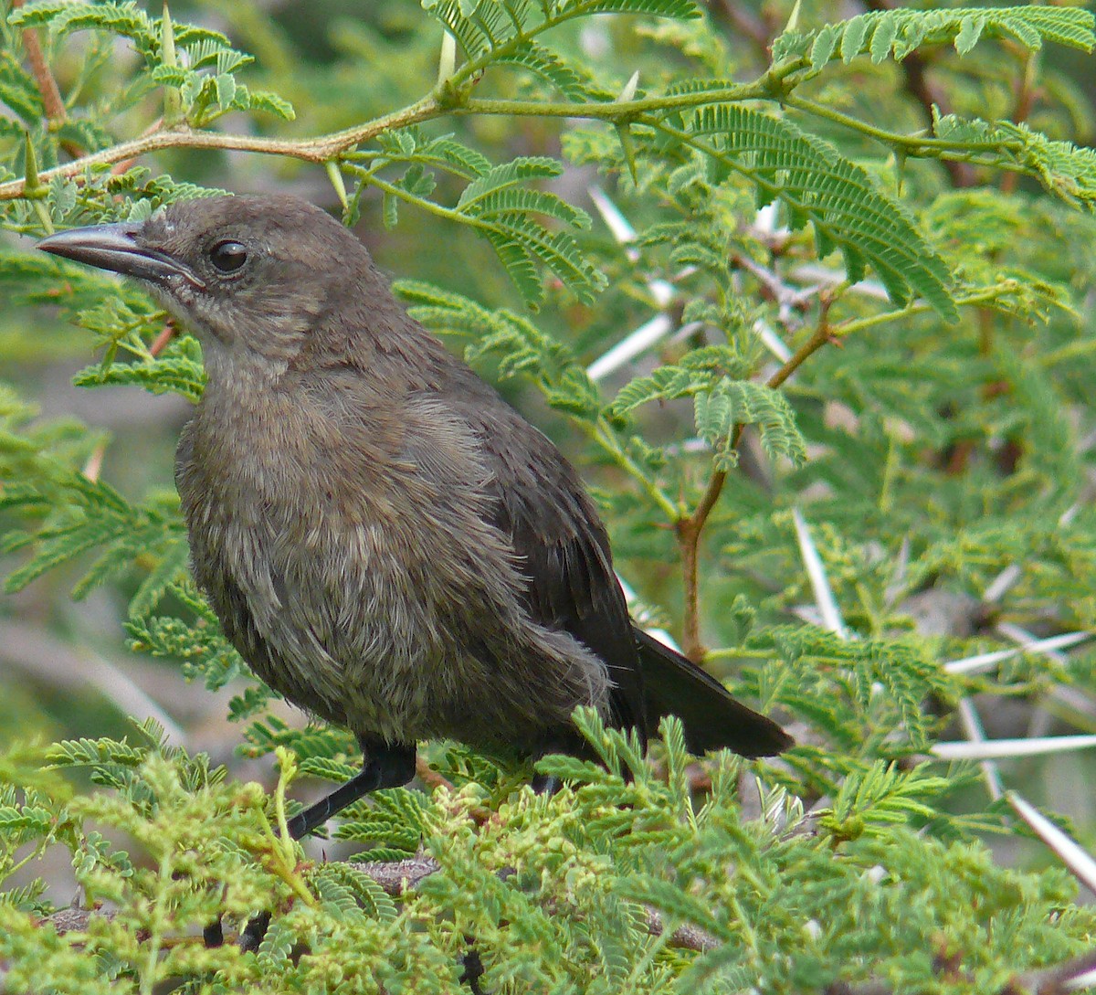 Carib Grackle - Steven Mlodinow