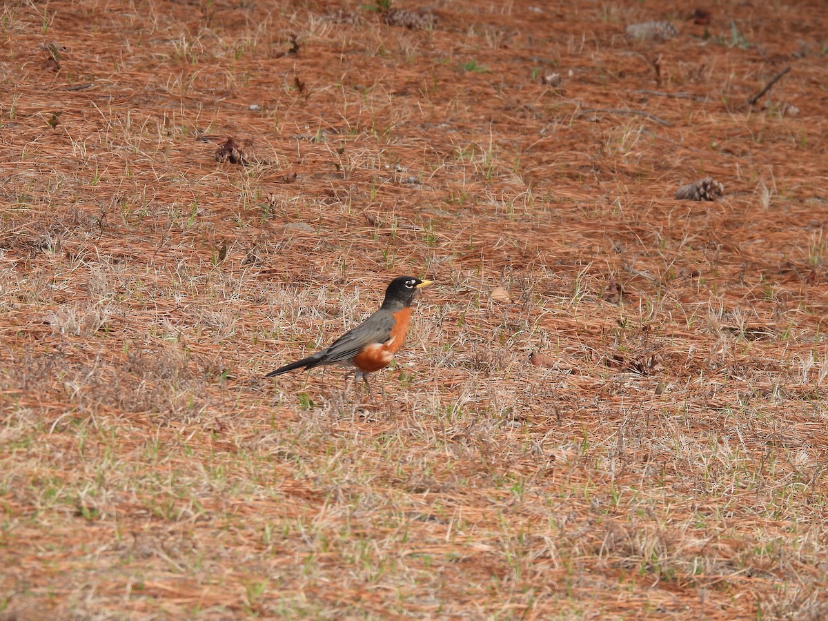 American Robin - ML541338131