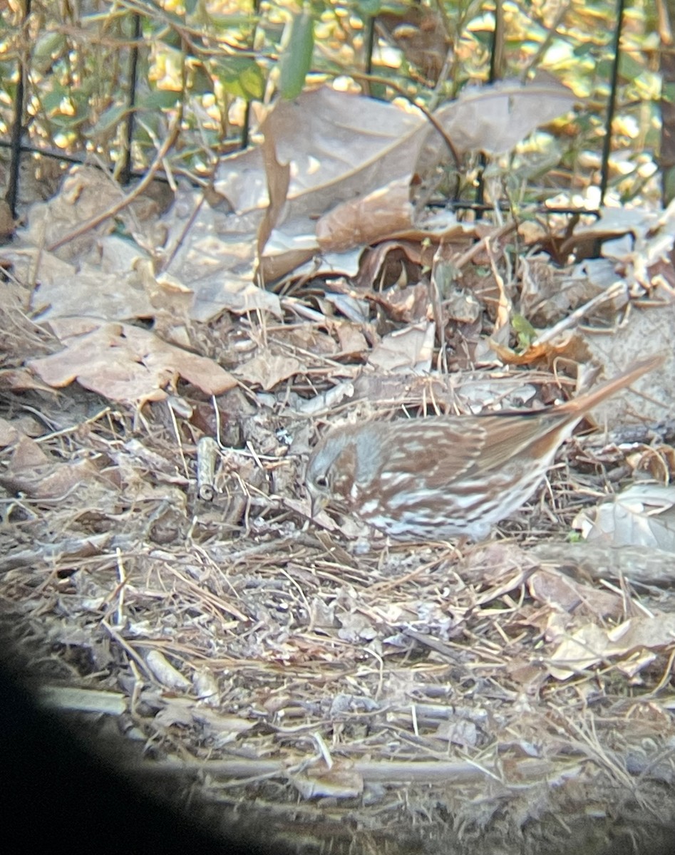 Fox Sparrow (Red) - ML541338571