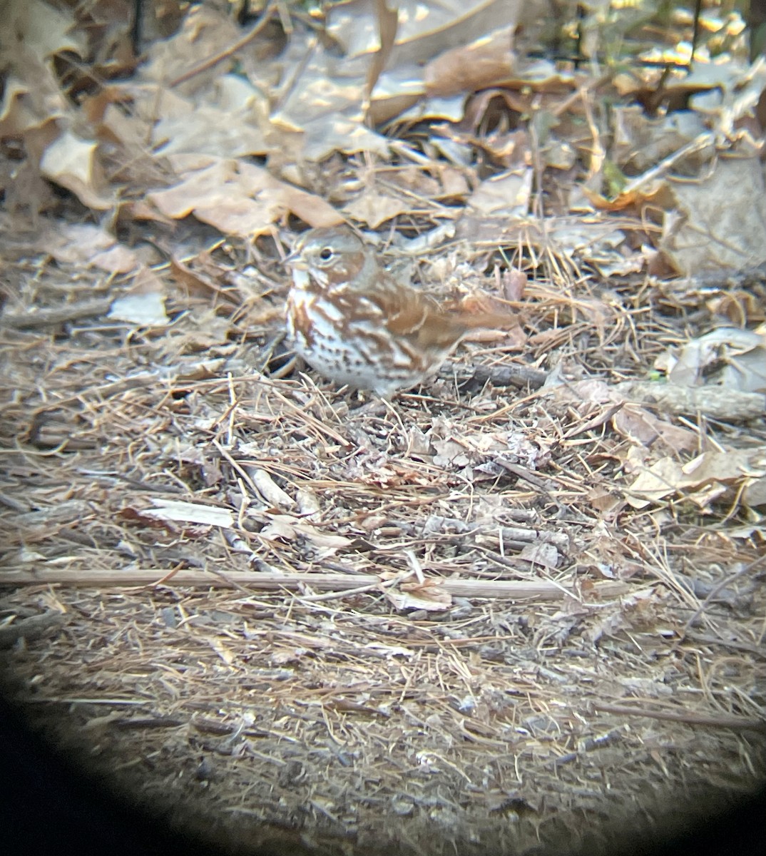 Fox Sparrow (Red) - ML541338581