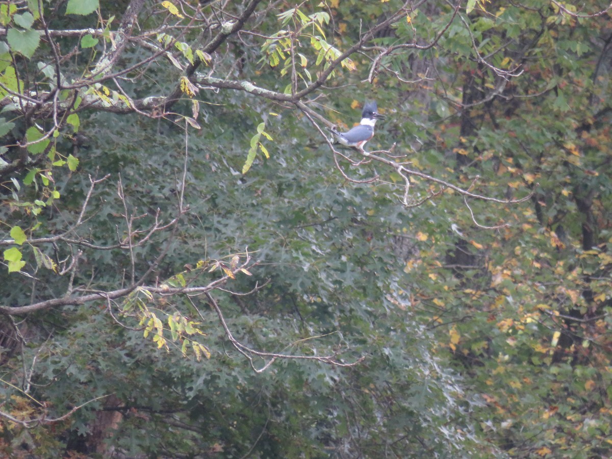 Belted Kingfisher - ML541338671