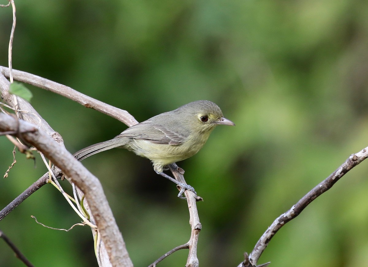 Cuban Vireo - ML541338891