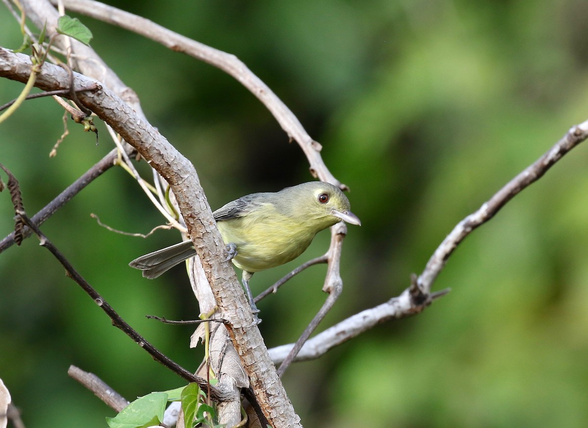 Cuban Vireo - ML541338911