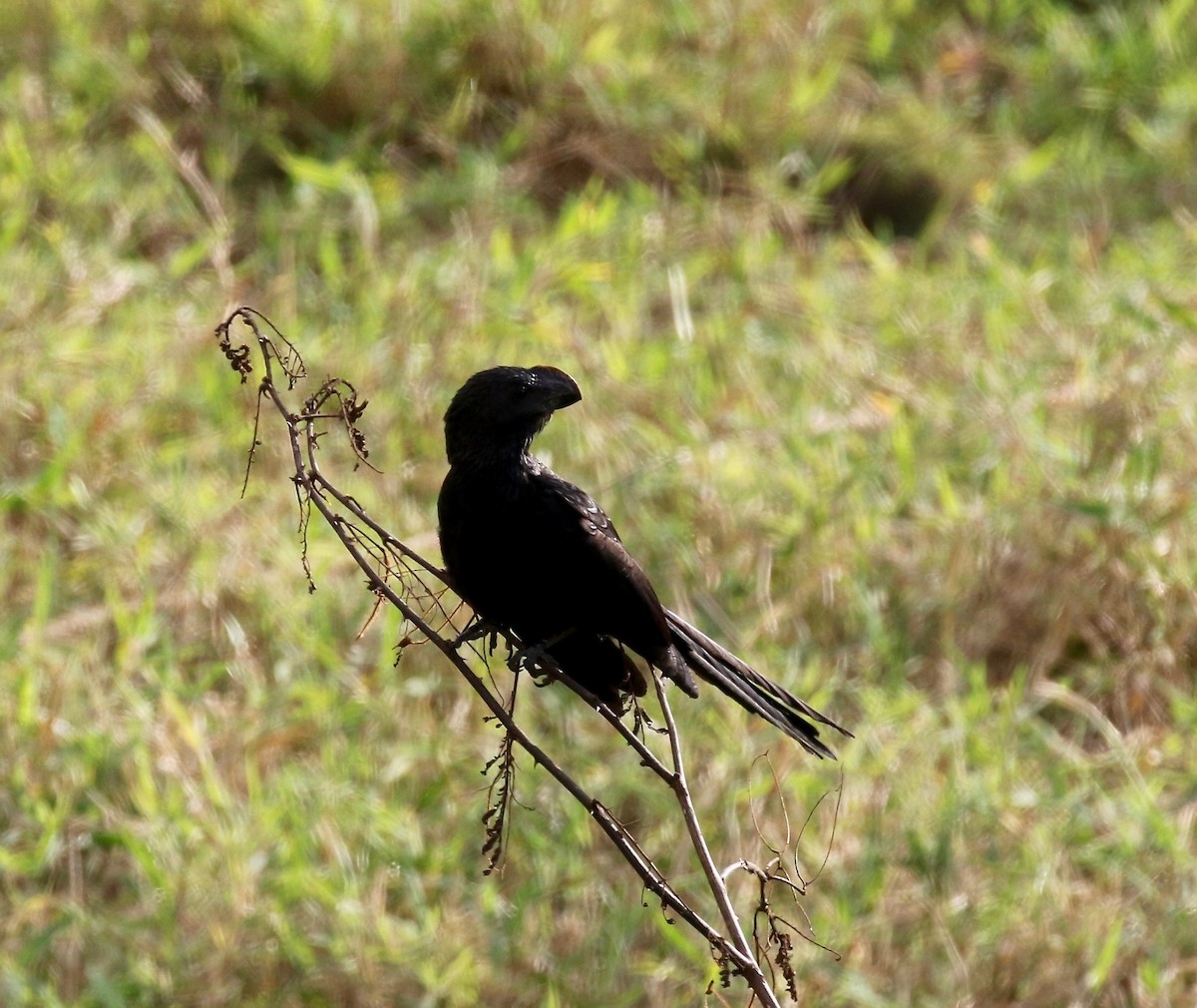 Smooth-billed Ani - ML541339251