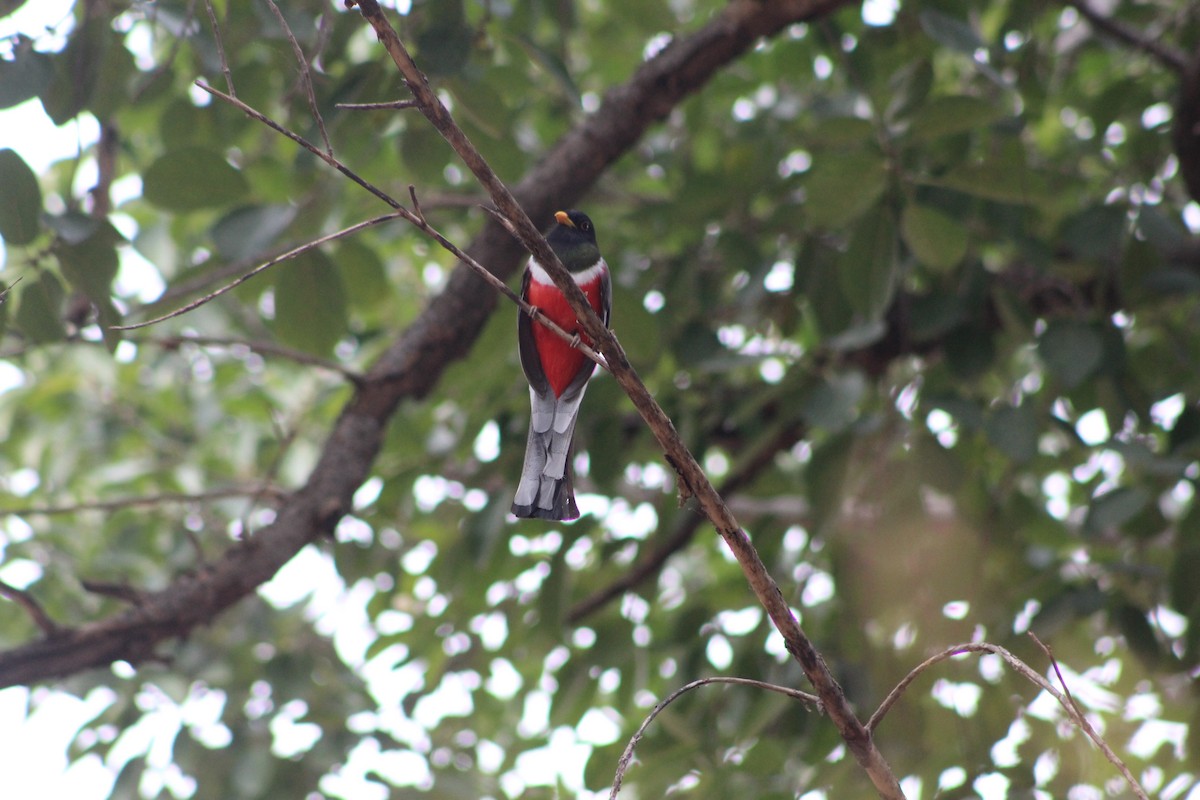 Trogon élégant (groupe ambiguus) - ML541339321