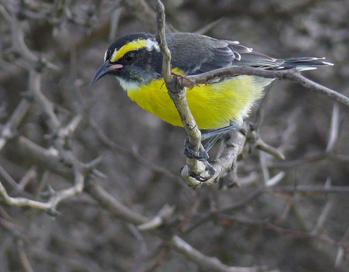 Bananaquit - Steven Mlodinow