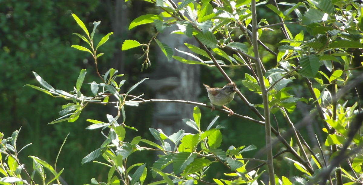 Swamp Sparrow - T A