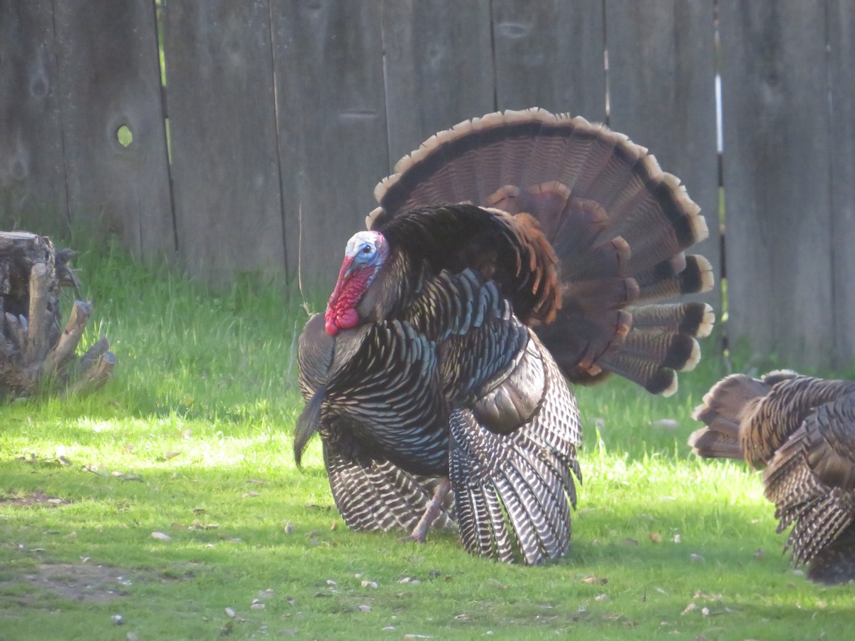 Wild Turkey - Nathan Bradford