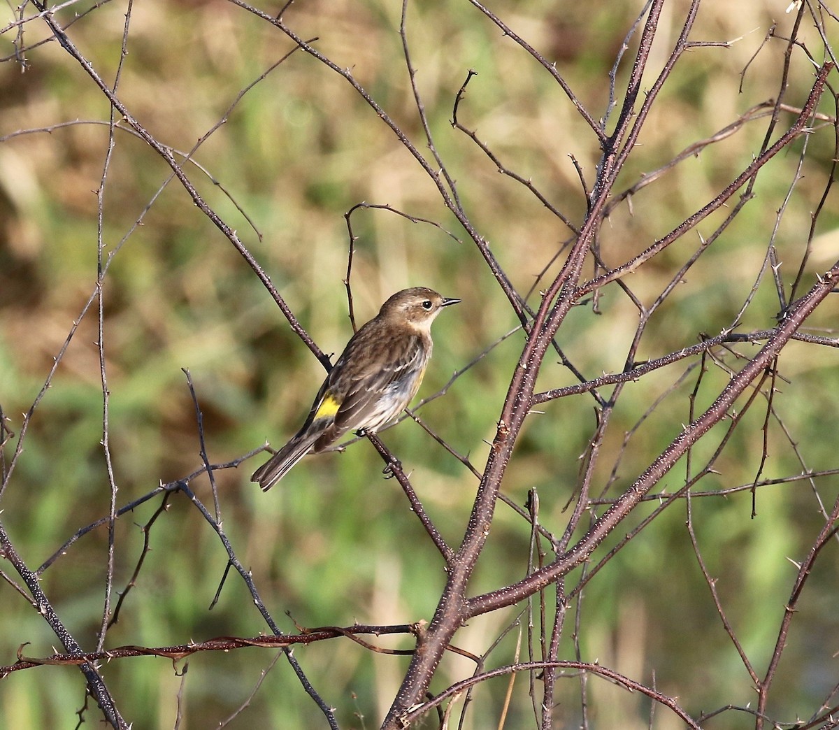 Yellow-rumped Warbler - ML541341011