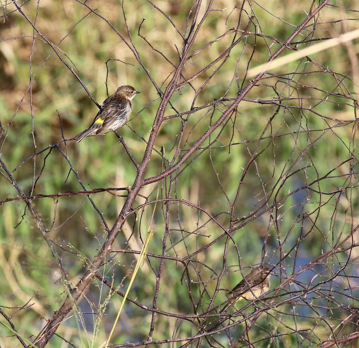 Yellow-rumped Warbler - ML541341021