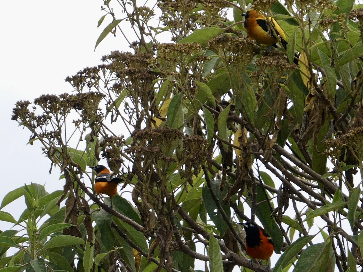 Venezuelan Troupial - ML541341081