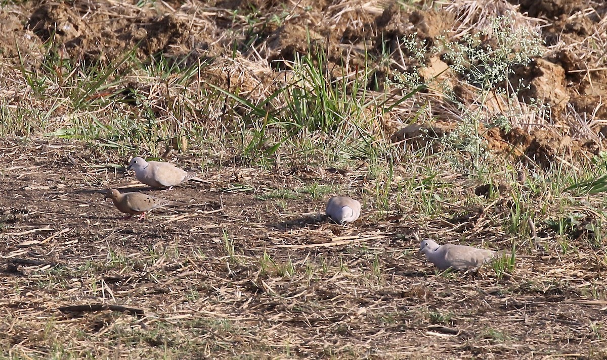 Eurasian Collared-Dove - ML541341321