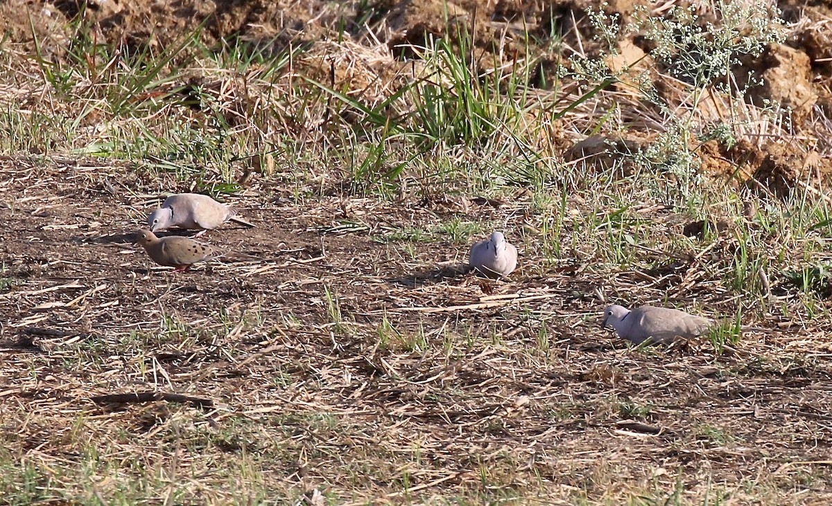 Eurasian Collared-Dove - ML541341331