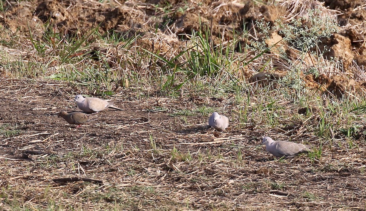 Eurasian Collared-Dove - ML541341341