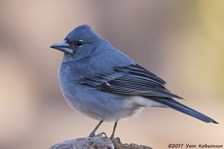Tenerife Blue Chaffinch - Yann Kolbeinsson