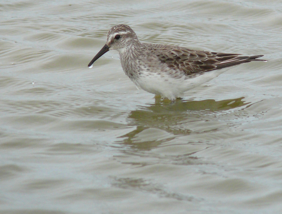 Weißbürzel-Strandläufer - ML54134231