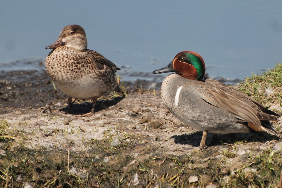 Green-winged Teal - Tom Bisko