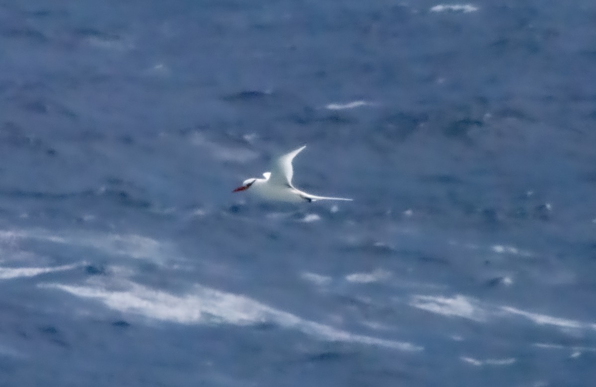 Red-billed Tropicbird - Walter Oshiro