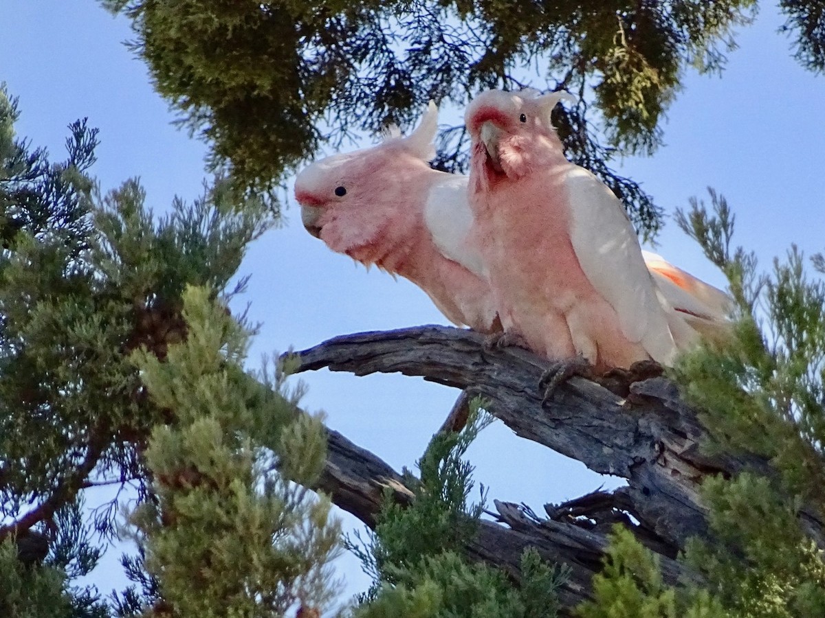 Pink Cockatoo - ML54134271