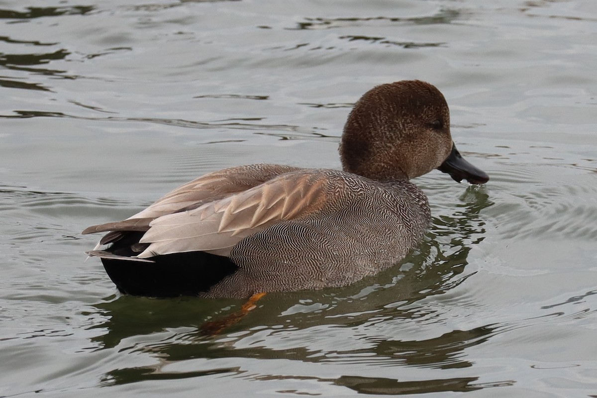 Gadwall - ML541343501