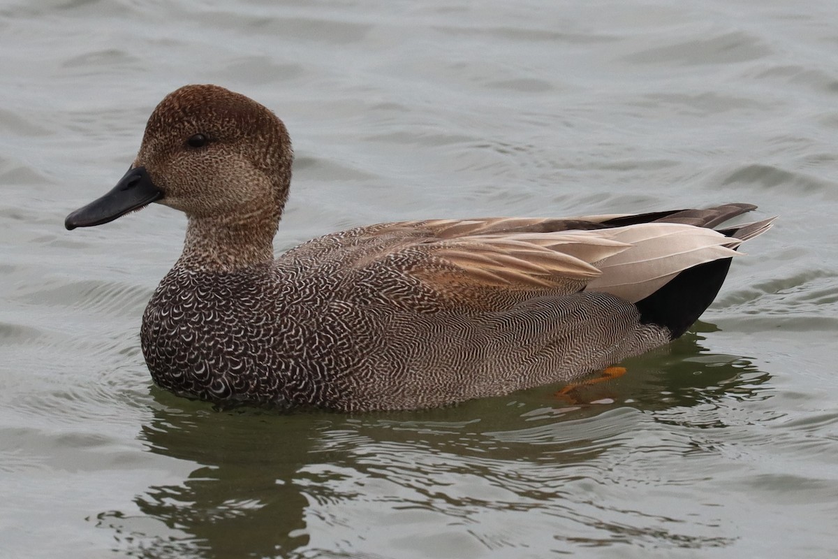 Gadwall - ML541343531