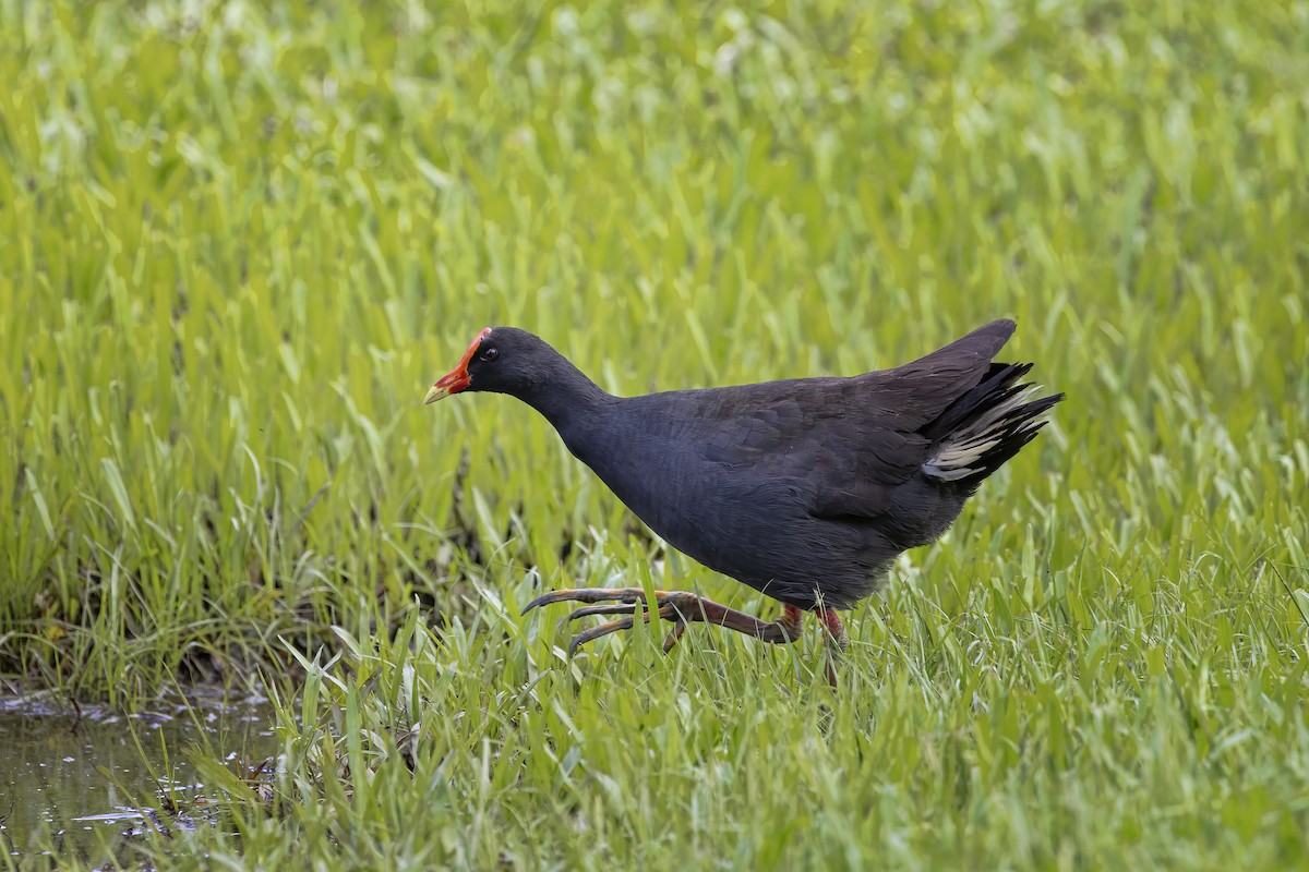 Dusky Moorhen - ML541343751