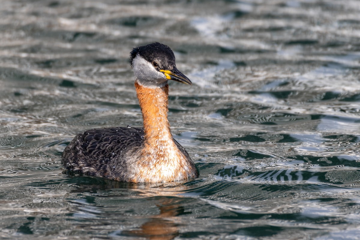 Red-necked Grebe - Norman Franke