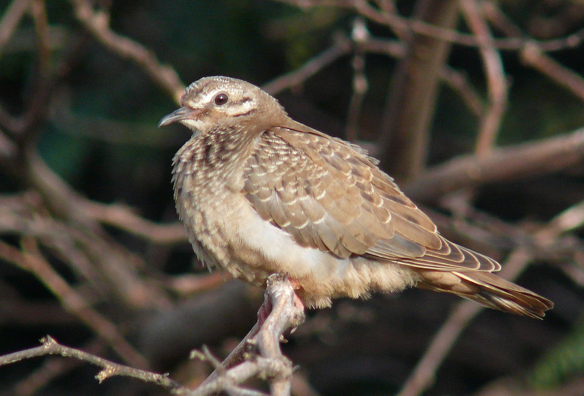 Eared Dove - Steven Mlodinow