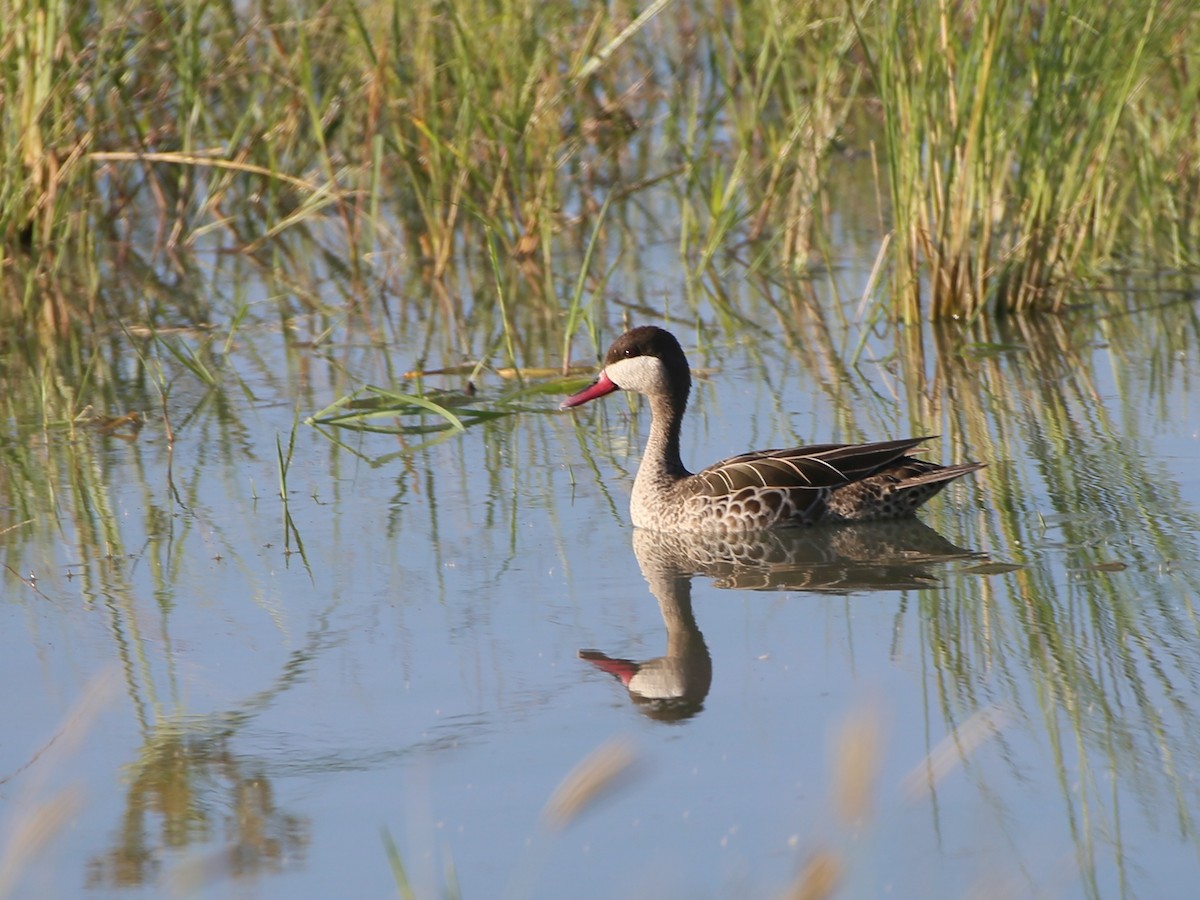 Red-billed Duck - ML54134521