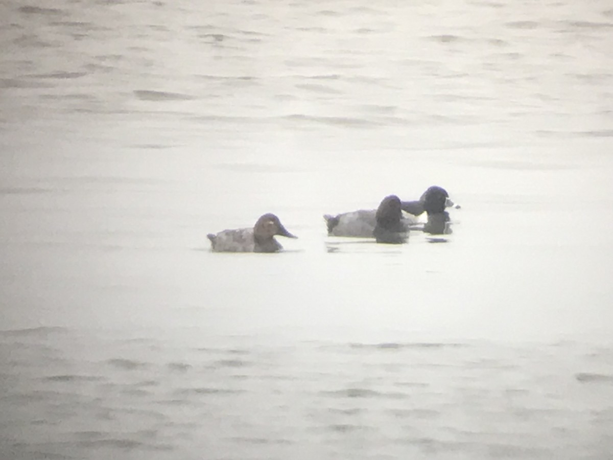 Canvasback - ML541345251