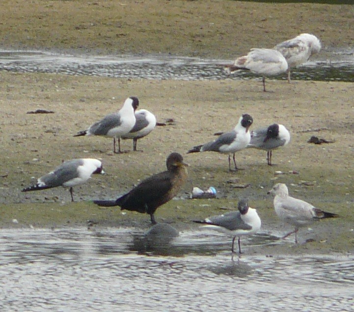 Ring-billed Gull - ML541345661