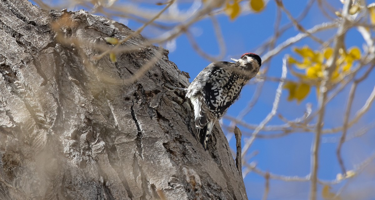 Yellow-bellied Sapsucker - ML541346931