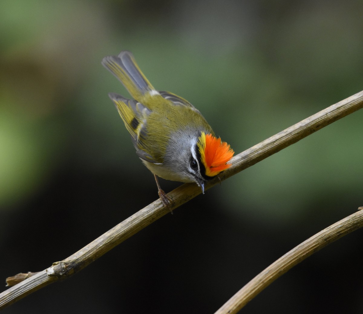 Golden-crowned Kinglet - ML541347371