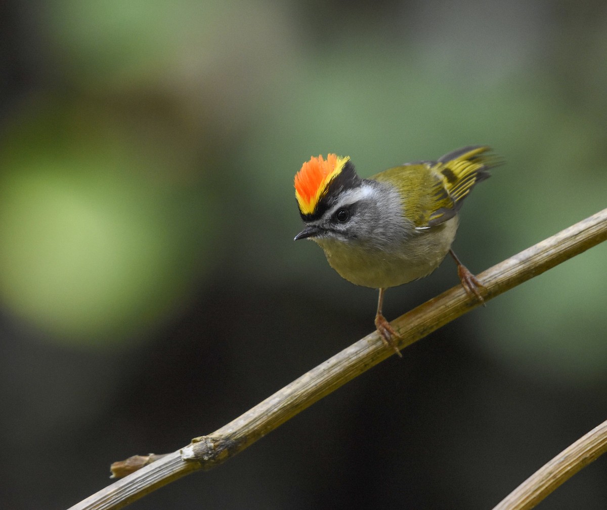 Golden-crowned Kinglet - ML541347621