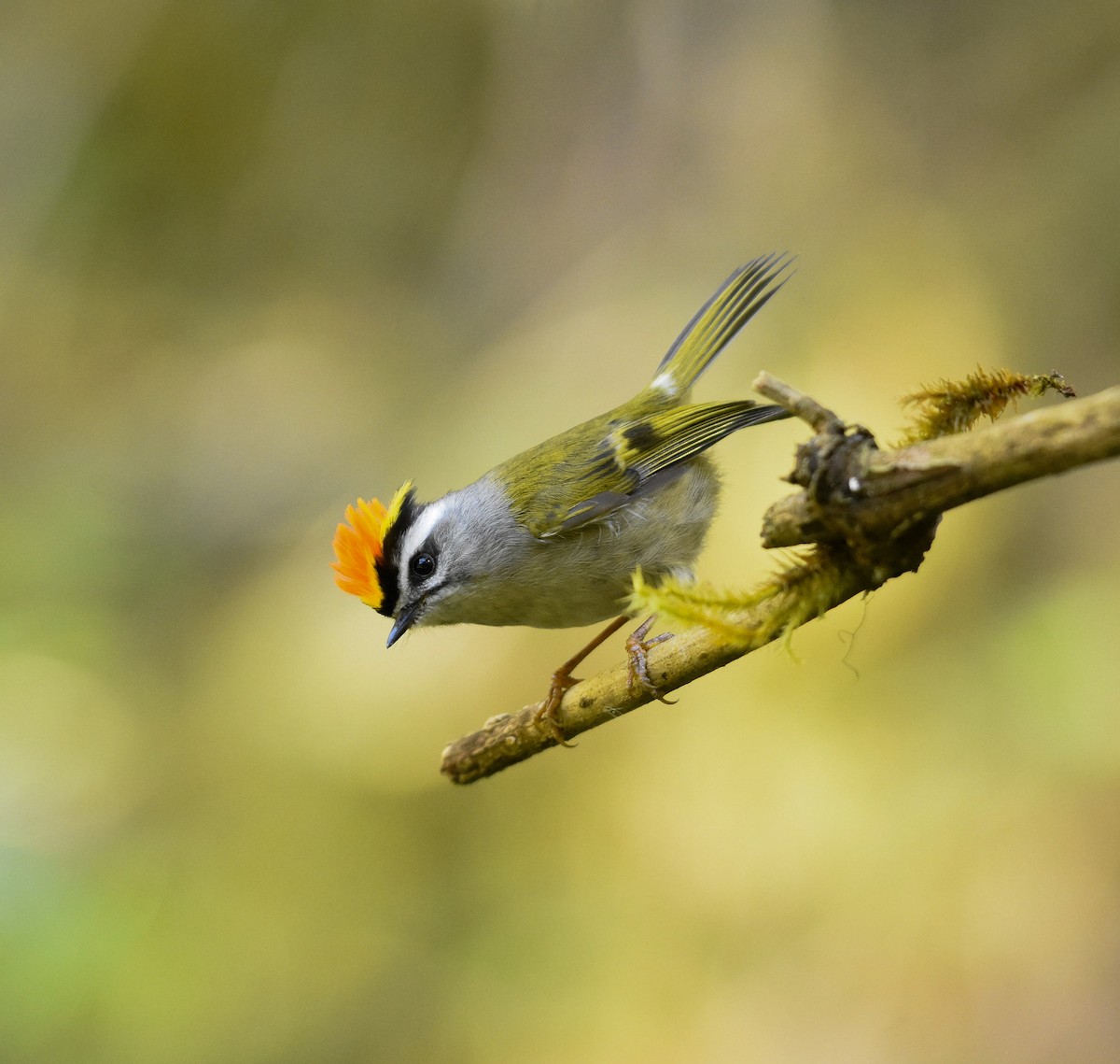 Roitelet à couronne dorée - ML541347631