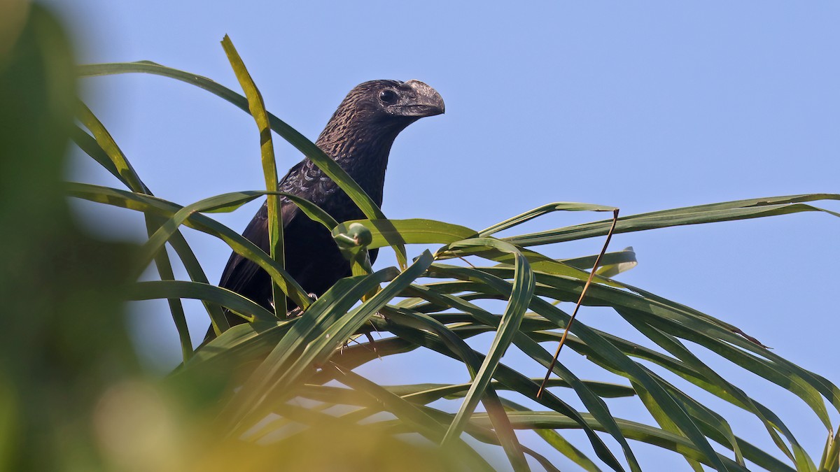 Smooth-billed Ani - ML541349311