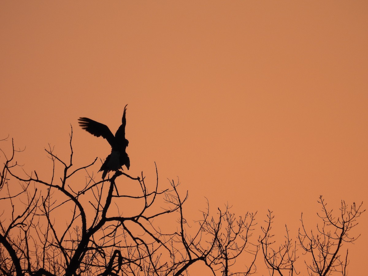 Bald Eagle - Dana Sterner