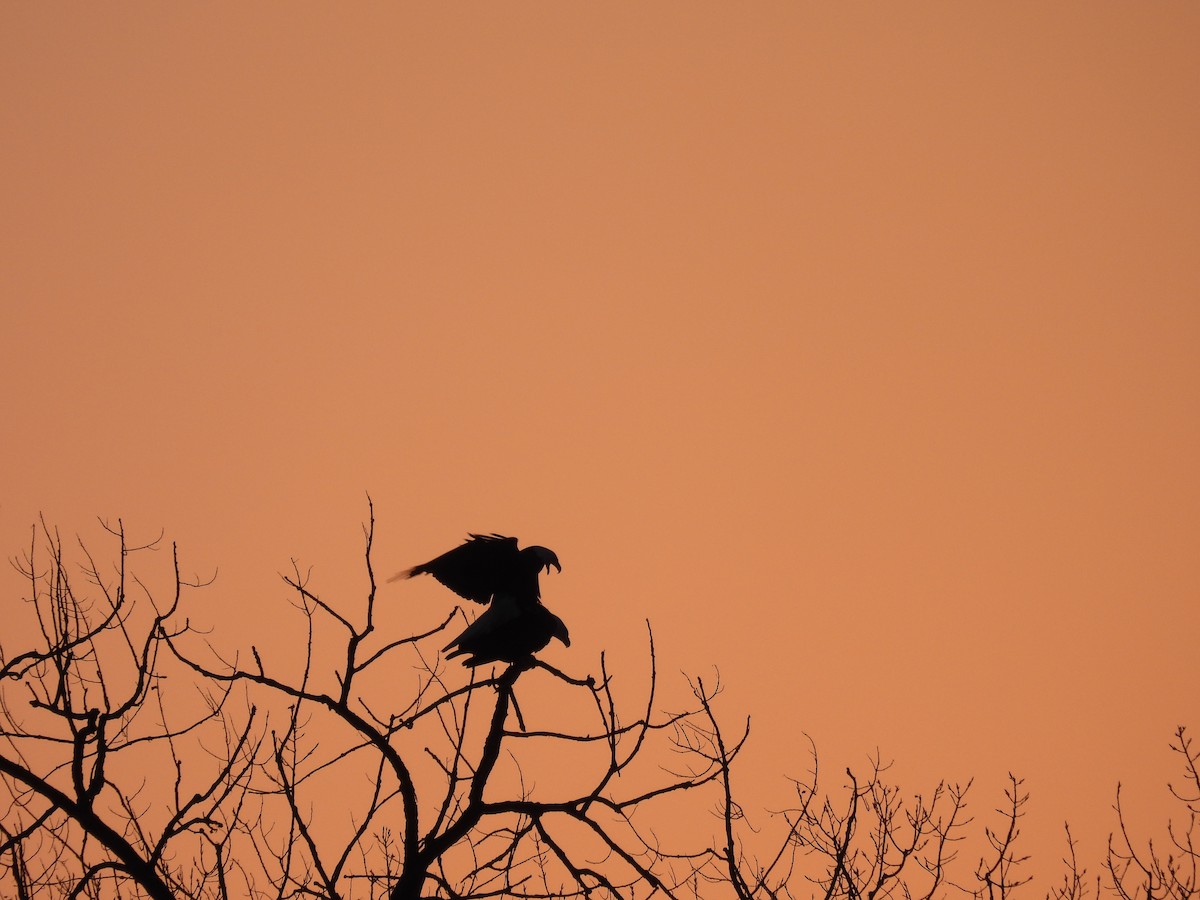 Bald Eagle - ML541350941