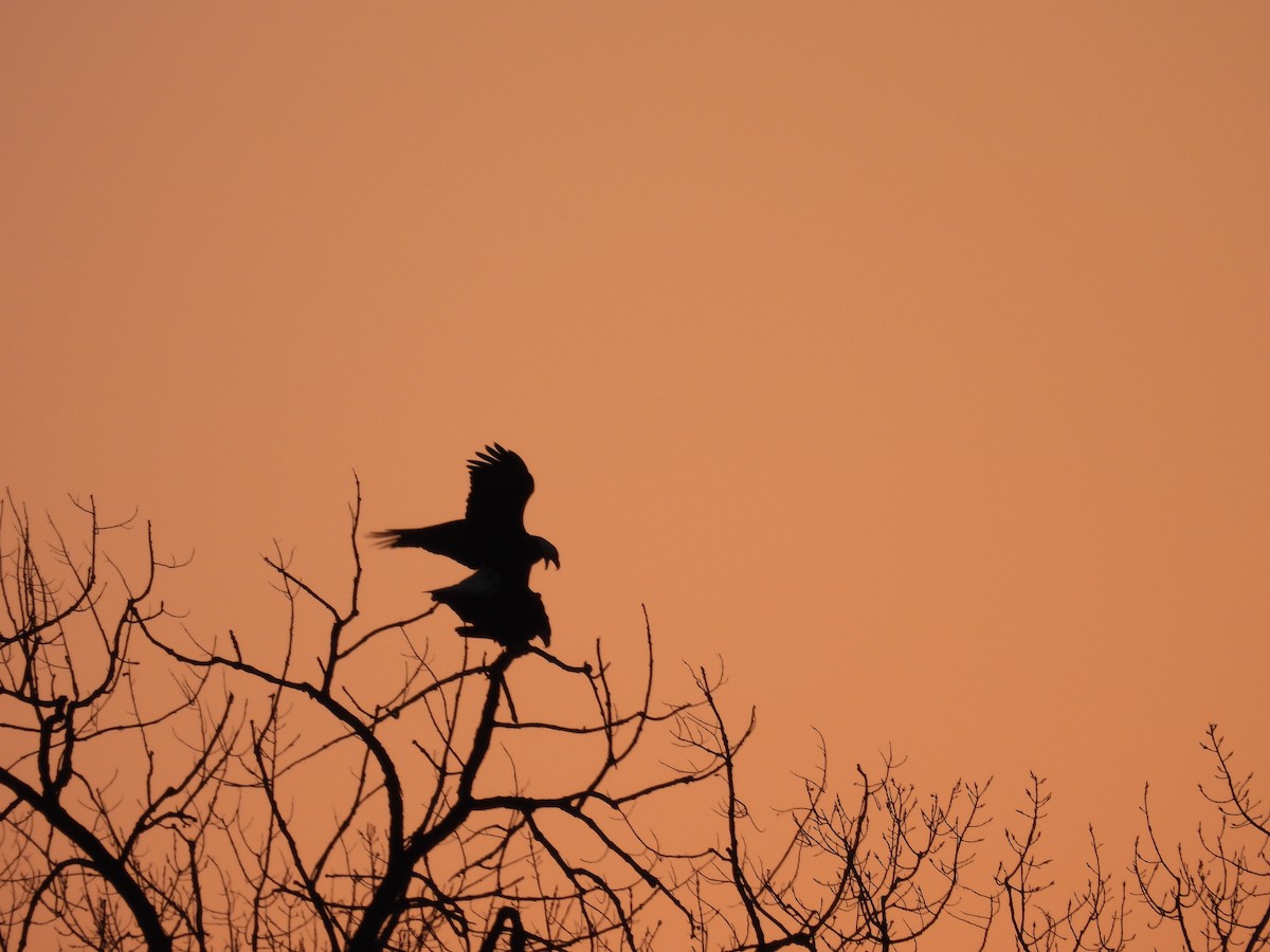 Bald Eagle - ML541350951