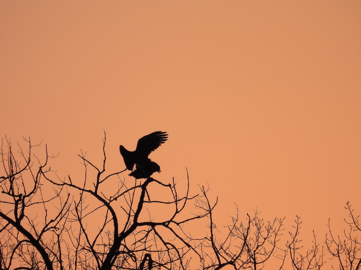 Bald Eagle - ML541351001