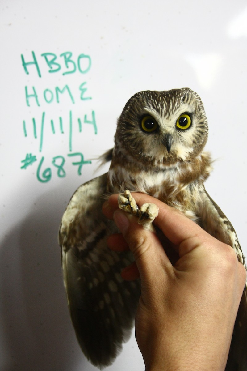 Northern Saw-whet Owl - ML541351991