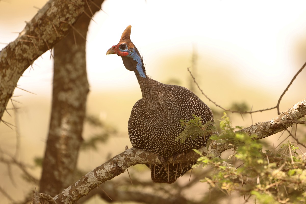 Helmeted Guineafowl - ML541353731