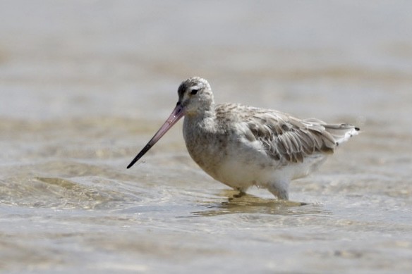 Bar-tailed Godwit - Brian  Aherne