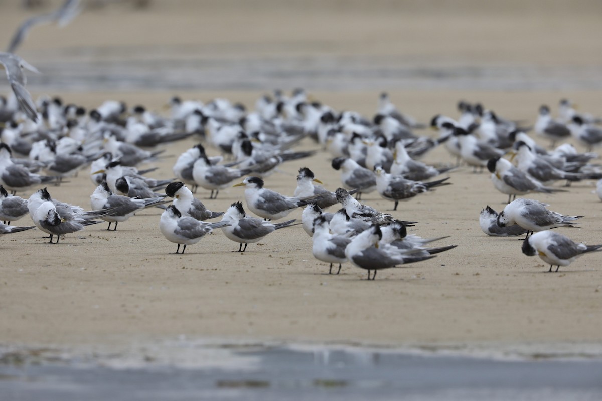 Great Crested Tern - Brian  Aherne