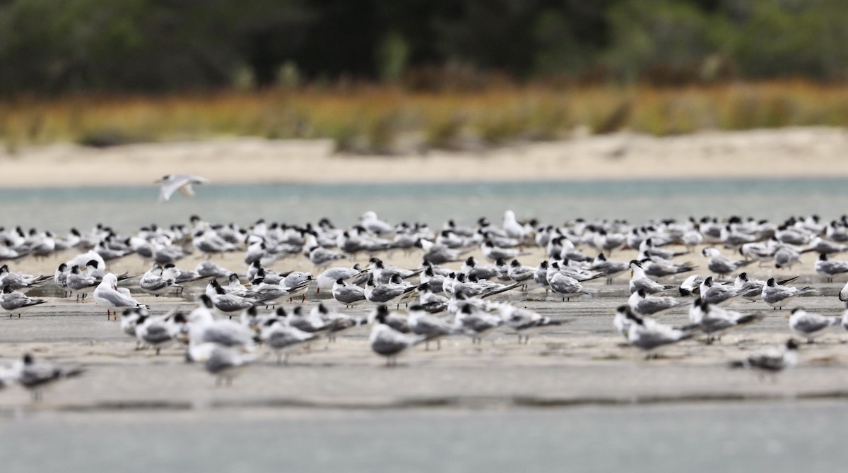 Great Crested Tern - Brian  Aherne