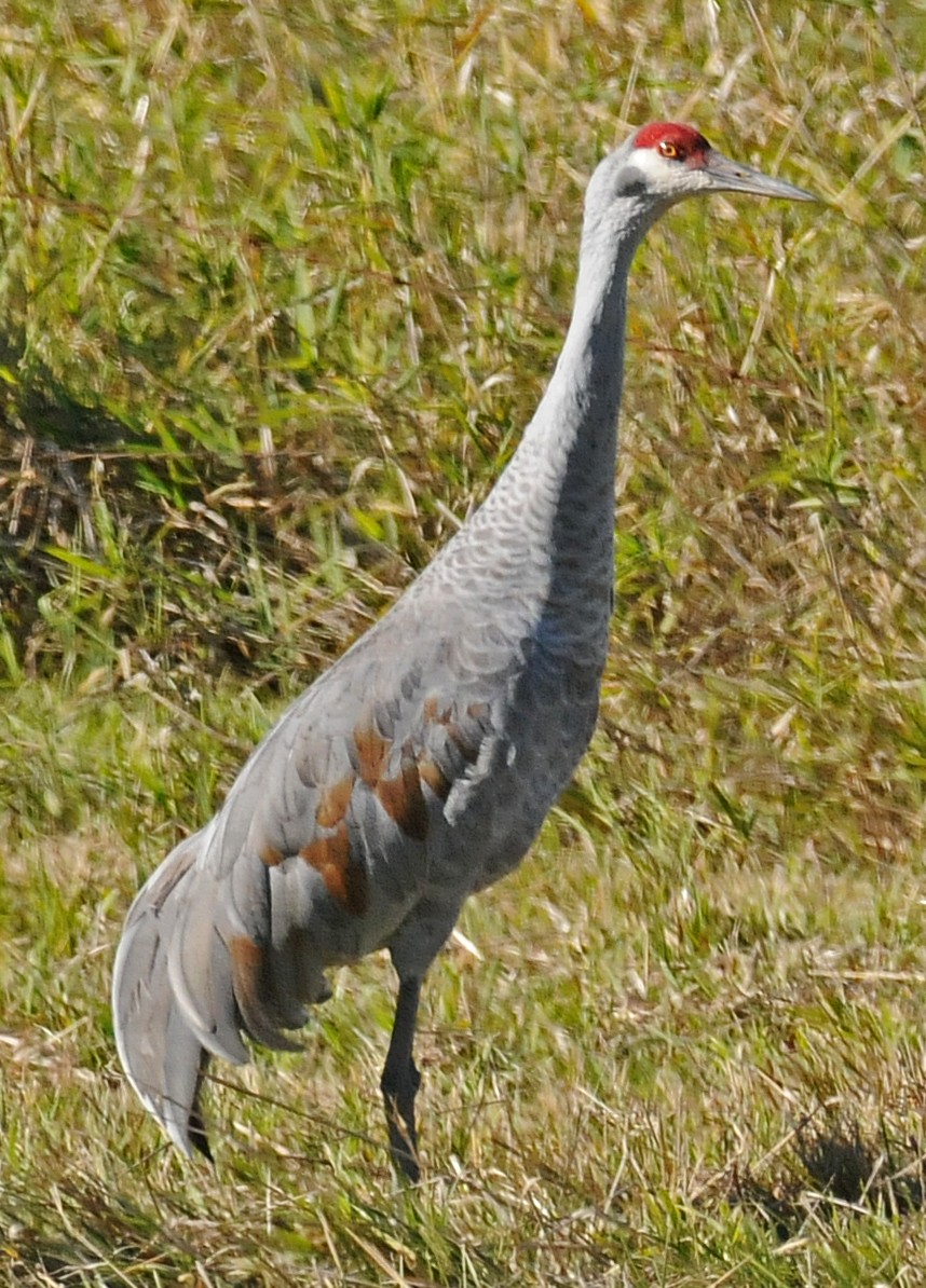 Sandhill Crane - ML54135661