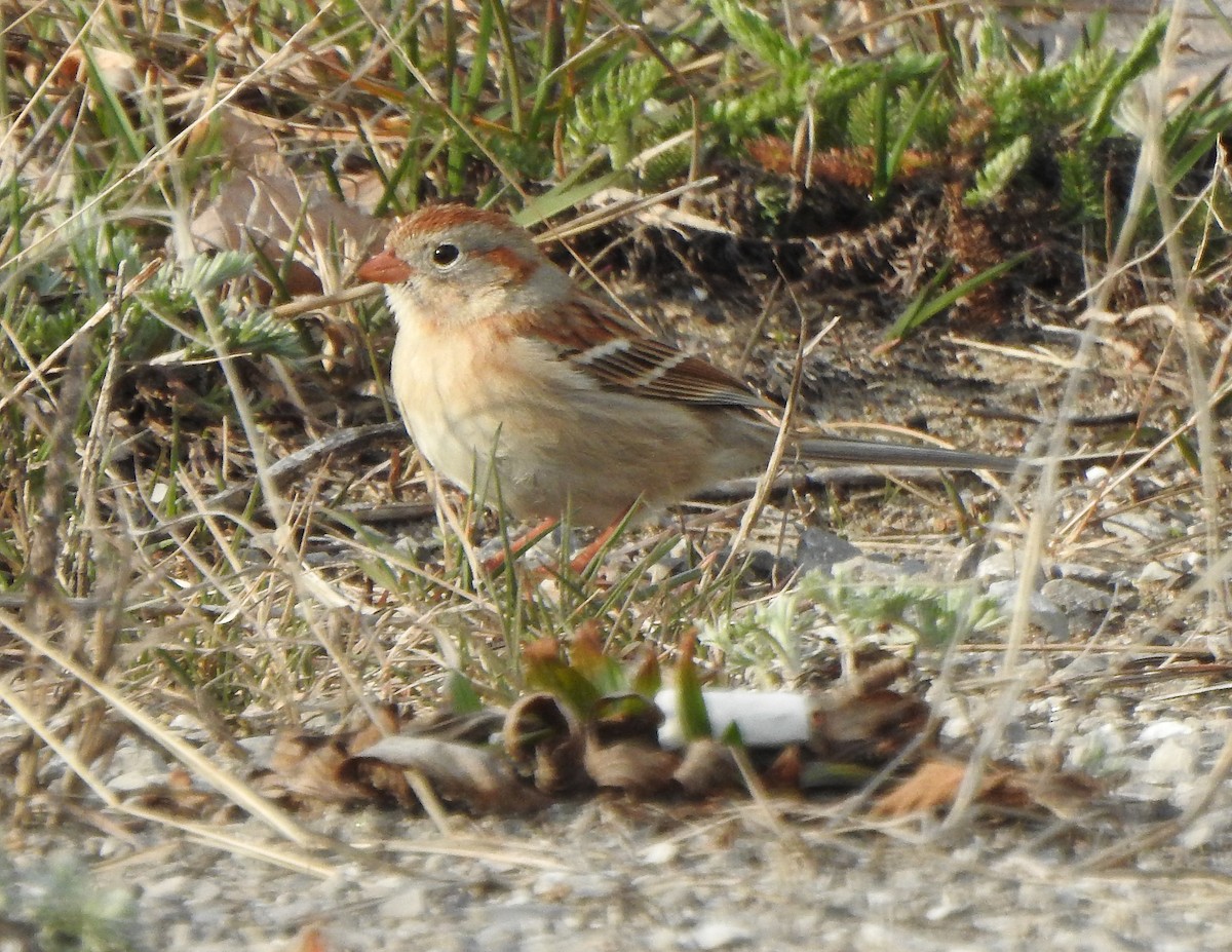Field Sparrow - ML54135791