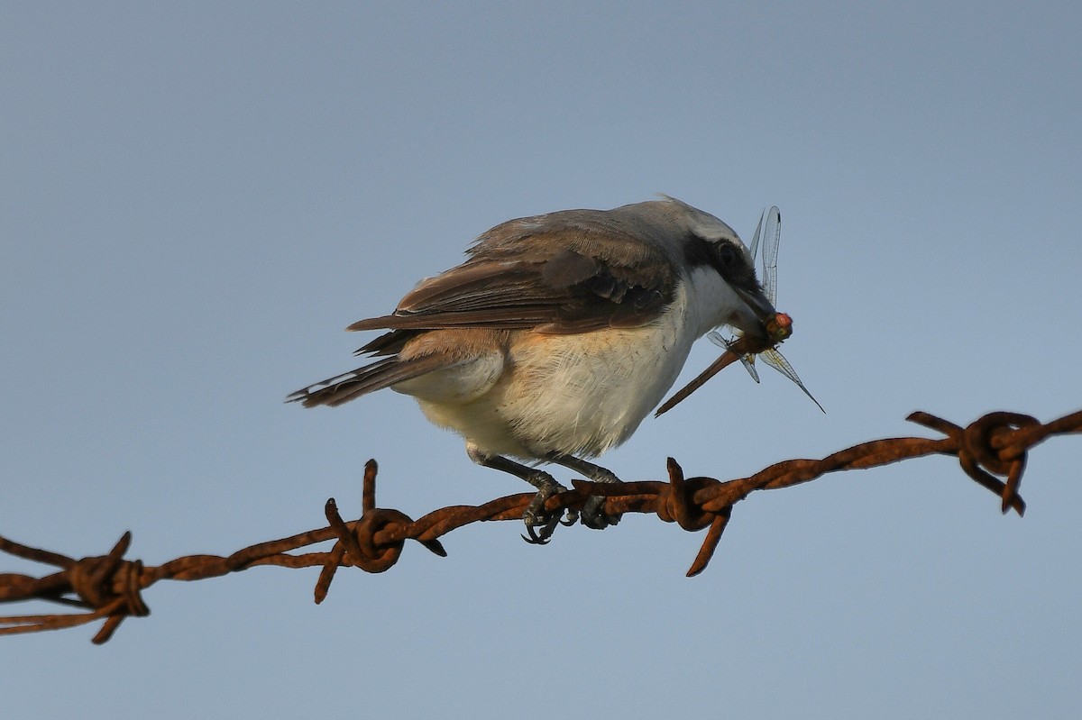 Brown Shrike - ML541358321