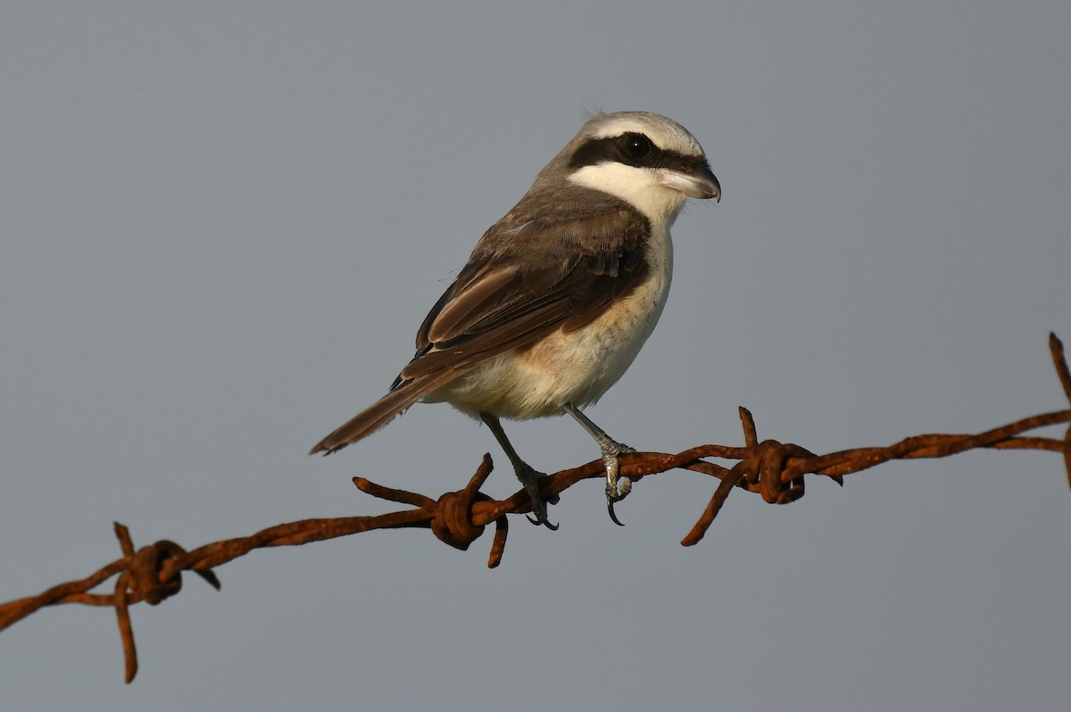 Brown Shrike - ML541358341