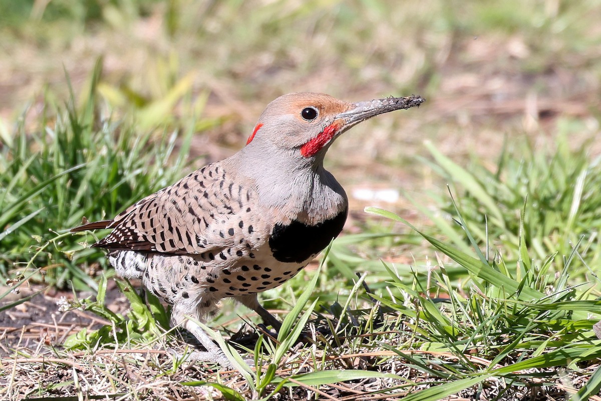 Northern Flicker (Yellow-shafted x Red-shafted) - ML541359311